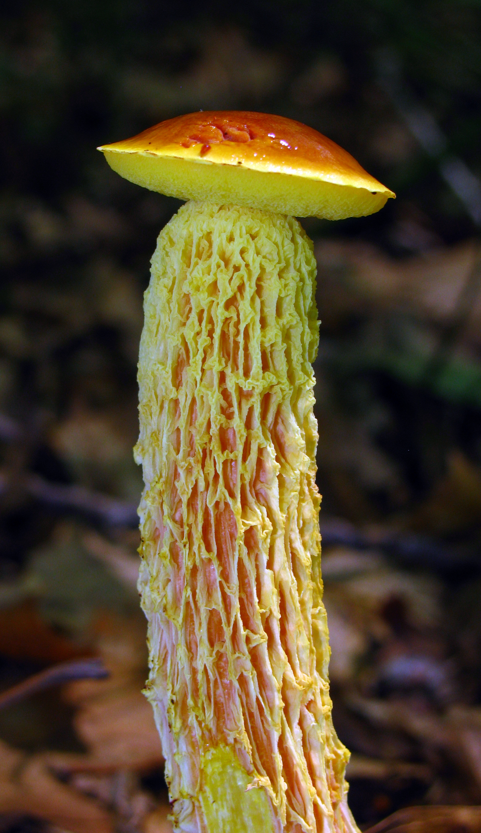 Jamur Pelawan
